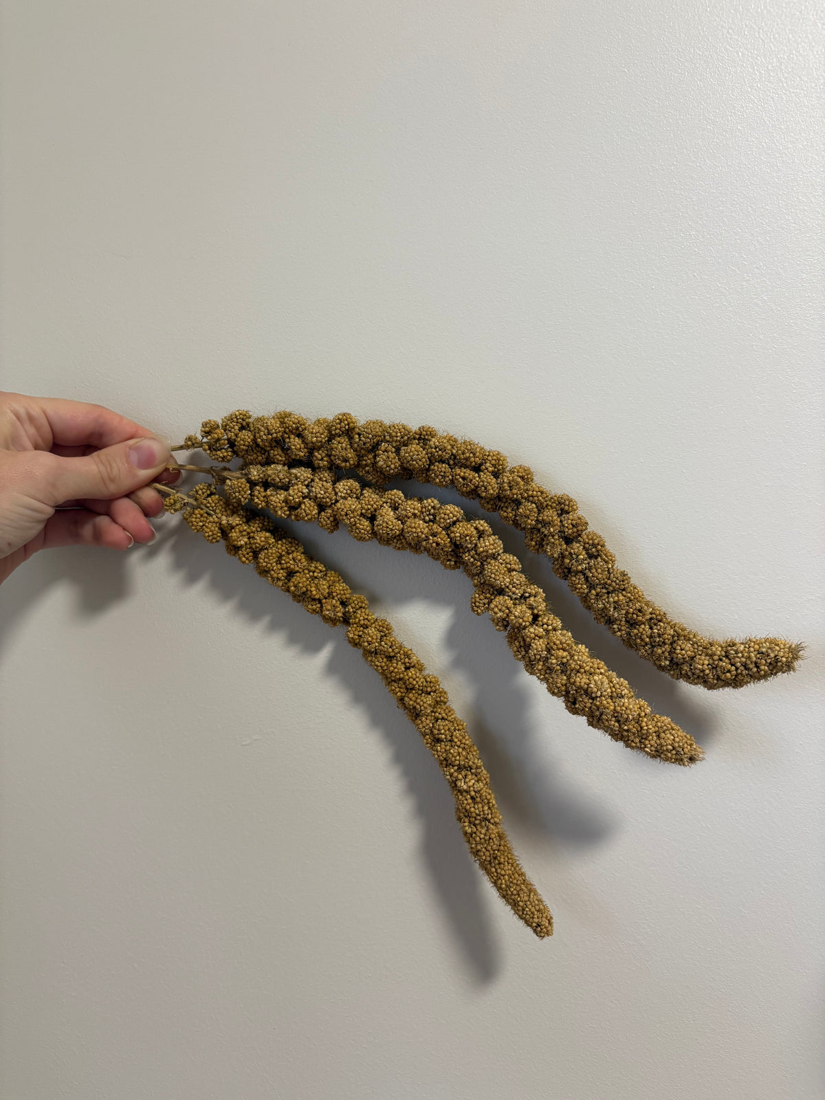 Millet Sprays
