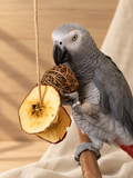 Bird Mystery Box