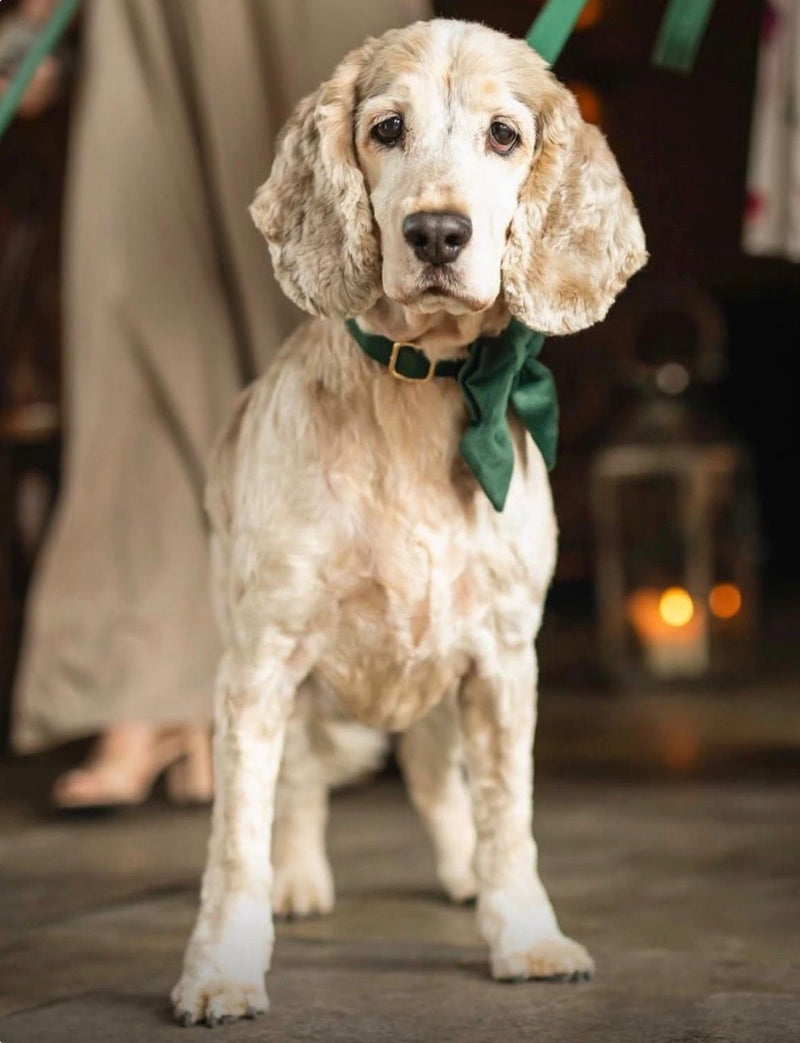 Archie