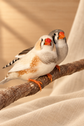 Bird Mystery Box