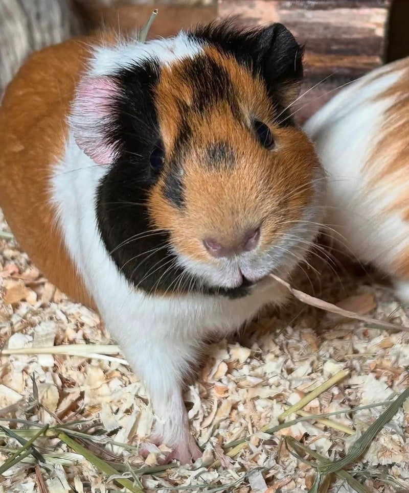 Rambo